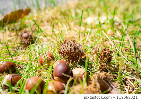 [秋季素材] 鋸齒橡子 [長野縣] 115068321