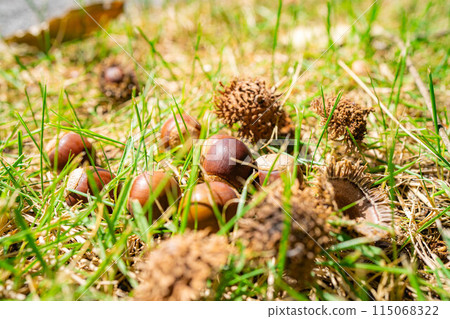 [Autumn material] Sawtooth acorns [Nagano Prefecture] 115068322