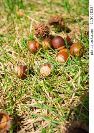 [秋季素材] 鋸齒橡子 [長野縣] 115068324