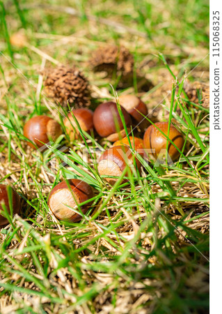 [秋季素材] 鋸齒橡子 [長野縣] 115068325
