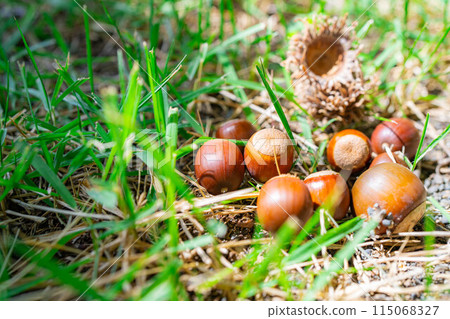 [Autumn material] Sawtooth acorns [Nagano Prefecture] 115068327
