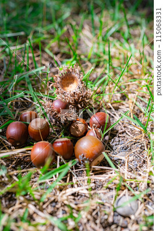 [秋季素材] 鋸齒橡子 [長野縣] 115068331