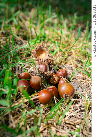[秋季素材] 鋸齒橡子 [長野縣] 115068333
