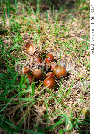 [秋季素材] 鋸齒橡子 [長野縣] 115068334