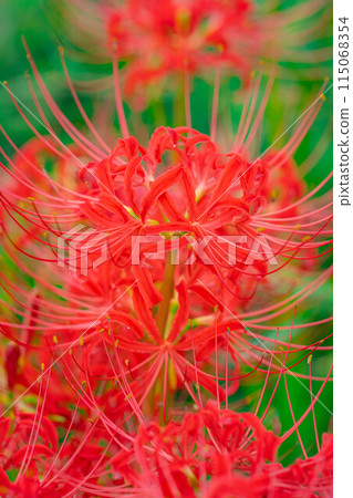 [秋季素材]沐浴在朝陽下的紅蜘蛛百合[長野縣] 115068354