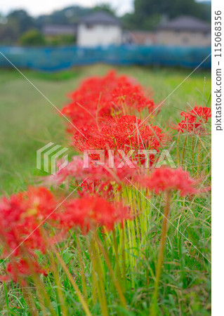 [Autumn material] Red spider lily bathing in the morning sun [Nagano Prefecture] 115068356