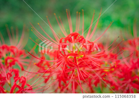 [Autumn material] Red spider lily bathing in the morning sun [Nagano Prefecture] 115068358