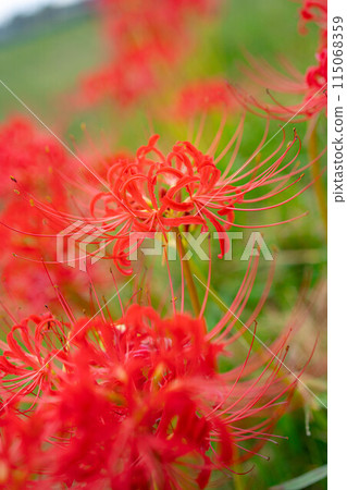 [Autumn material] Red spider lily bathing in the morning sun [Nagano Prefecture] 115068359