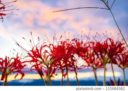 [秋季素材]沐浴在朝陽下的紅蜘蛛百合[長野縣] 115068362