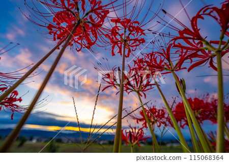 [Autumn material] Red spider lily bathing in the morning sun [Nagano Prefecture] 115068364