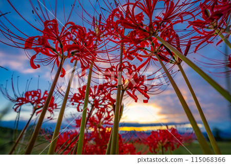 [秋季素材]沐浴在朝陽下的紅蜘蛛百合[長野縣] 115068366