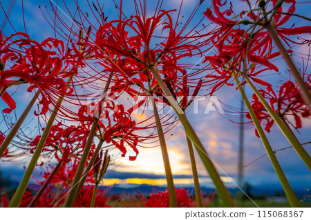 [秋季素材]沐浴在朝陽下的紅蜘蛛百合[長野縣] 115068367