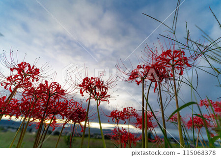[Autumn material] Red spider lily bathing in the morning sun [Nagano Prefecture] 115068378