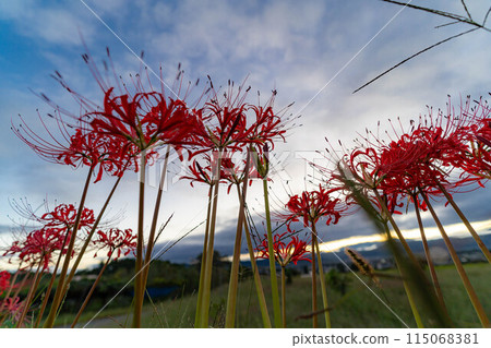[Autumn material] Red spider lily bathing in the morning sun [Nagano Prefecture] 115068381