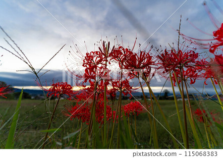 [秋季素材]沐浴在朝陽下的紅蜘蛛百合[長野縣] 115068383