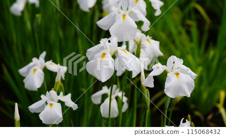 苴沼公園裡盛開的白色鳶尾花是初霜。 115068432