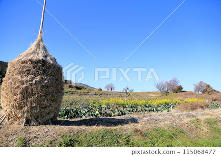 Rape blossoms in full bloom Rape blossoms in full bloom 115068477