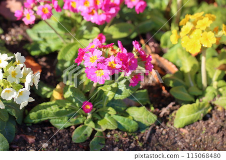 Cute primula flowers Cute primula flowers 115068480