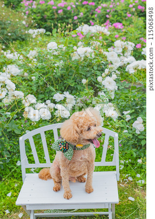 Dog and Rose 115068498