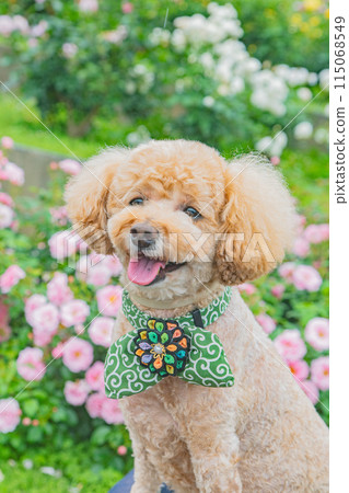 Dog and Rose Dog and Rose 115068549