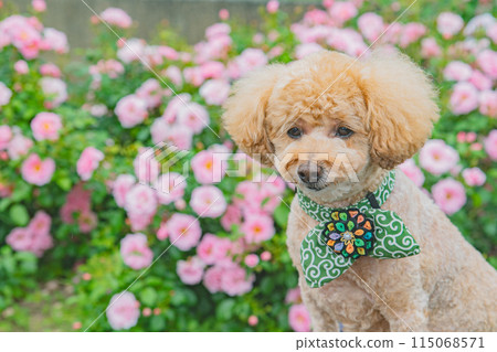 Dog and Rose 115068571