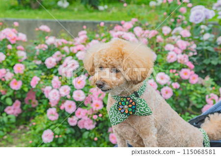 狗和玫瑰 115068581