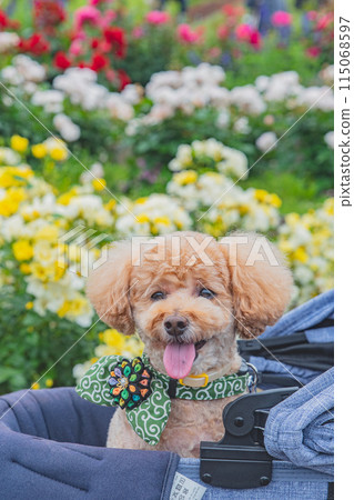 狗和玫瑰 狗和玫瑰 115068597