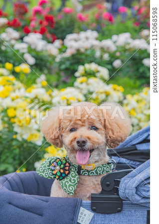 狗和玫瑰 115068598