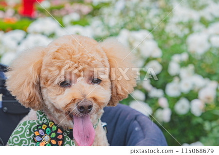 狗和玫瑰 115068679