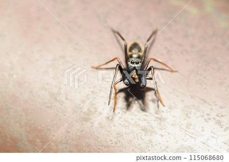 Arigmo(男) Arigmo(男) 115068680