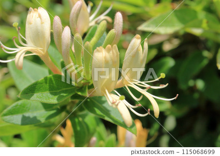 Honeysuckle Honeysuckle 115068699