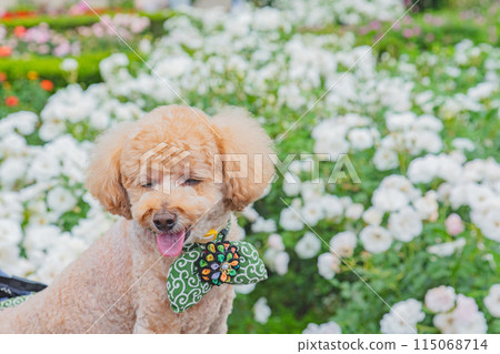 狗和玫瑰 115068714