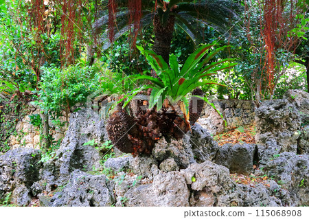 Ishigaki Island: Ryukyu-style dry landscape garden 115068908