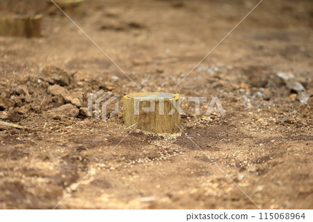 Pine piles (foundation piles) 115068964