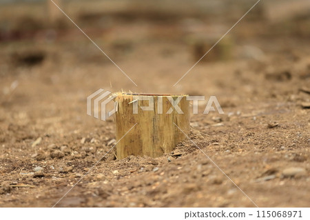 Pine piles (foundation piles) 115068971