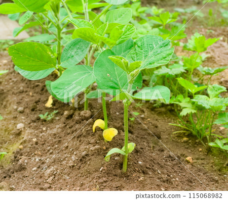 Soybean seedlings 115068982