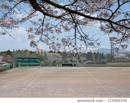 Spring baseball field with cherry blossoms in full bloom ~ Shirataka Town Baseball Field 115069336