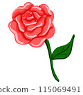 pink rose isolated on white background 115069491
