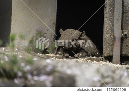 Relaxing Armadillo 115069606