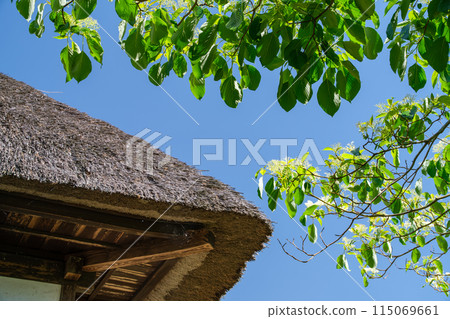 茅草屋頂和藍天 115069661