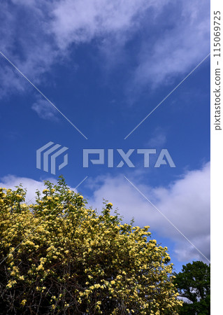 Banks rose, blue sky and white clouds Banks rose, blue sky and white clouds 115069725