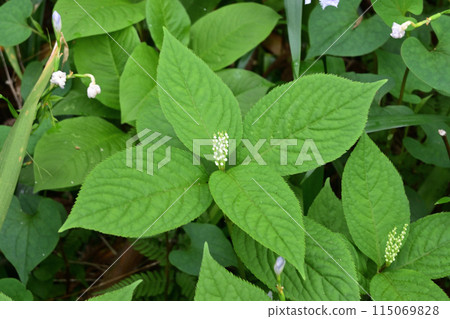 Flower shisha flower 115069828