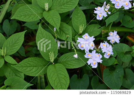 Futari Shizuka 和 Shaga 花 Futari Shizuka 和 Shaga 花 115069829