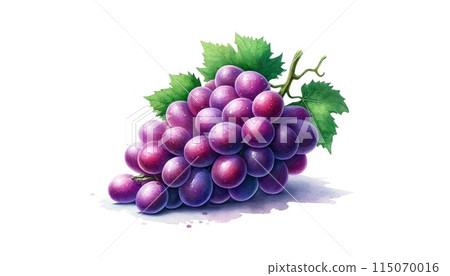 Illustration of ripe muscat in watercolor style 115070016