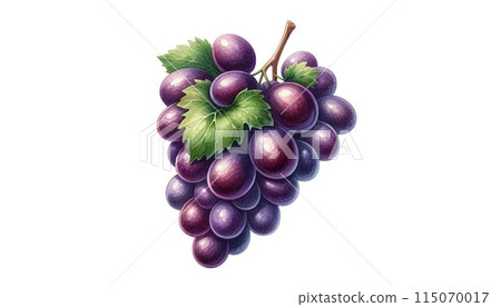 Illustration of ripe grapes in watercolor style 115070017