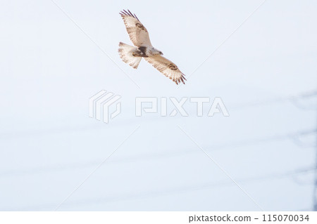 A beautiful Rough-legged Hawk (Accipitridae) in flight. Photographed in February 2024 on the banks of the Tone River, Gunma Prefecture, Japan. 115070034