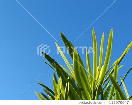 Podocarpus leaves and copy space Podocarpus leaves and copy space 115070047