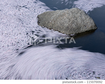Cherry blossom petals floating on the water surface 115070092