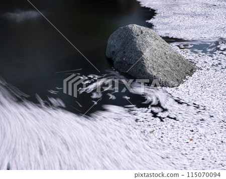 櫻花花瓣漂浮在水面上 115070094