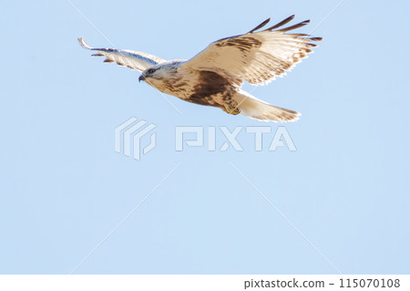 A beautiful Rough-legged Hawk (Accipitridae) in flight. Photographed in February 2024 on the banks of the Tone River, Gunma Prefecture, Japan. A beautiful Rough-legged Hawk (Accipitridae) in flight. Photographed in February 2024 on the banks of the Tone River, Gunma Prefecture, Japan. 115070108